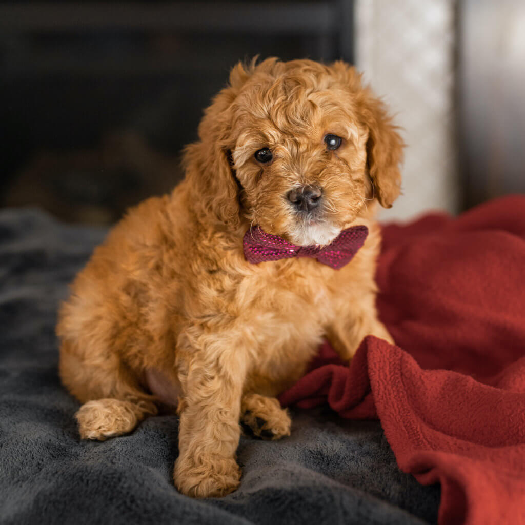 Utah Yankee Doodles – Yankee Doodles is Dedicated to breeding premier  Goldendoodles